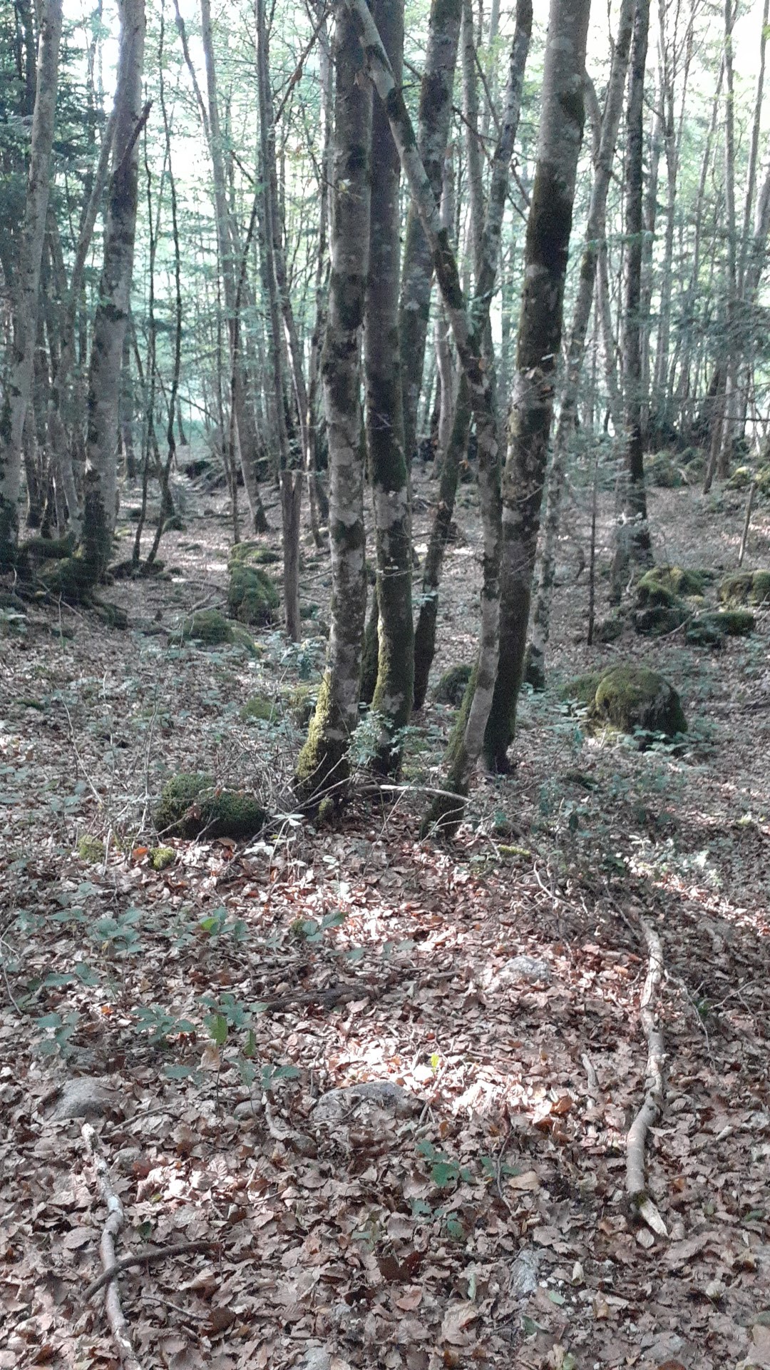 Photo n° 4 de l'avis de Orientale.v fait le 02/08/2022 à 16:21