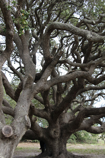 Chamber of Commerce «Rockport-Fulton Chamber of Commerce», reviews and photos, 319 Broadway St, Rockport, TX 78382, USA