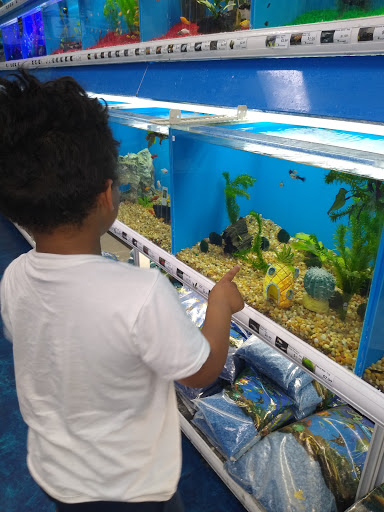 Pet Supply Store «Pet Supermarket», reviews and photos, 32560 US Hwy 19 N, Palm Harbor, FL 34683, USA