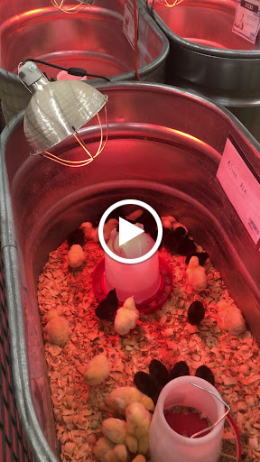 Home Improvement Store «Tractor Supply Co.», reviews and photos, 840 E Jefferson St, Tipton, IN 46072, USA