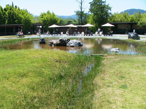 Tourist Attraction «Old Faithful Geyser of California», reviews and photos, 1299 Tubbs Ln, Calistoga, CA 94515, USA