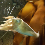 Photo n° 2 de l'avis de Patrice.. fait le 13/08/2020 à 19:41 pour Aquarium Marin de Trégastel à Trégastel