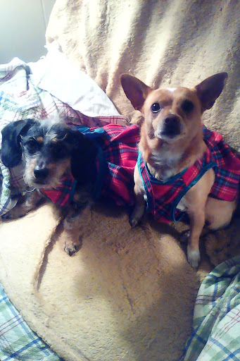 Pet Supply Store «Petco Animal Supplies», reviews and photos, 1201 E Washington Ave, Union Gap, WA 98903, USA