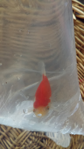 Pet Supply Store «Petco Animal Supplies», reviews and photos, 5190 Borgen Blvd #201, Gig Harbor, WA 98332, USA