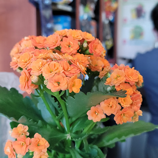 Donut Shop «Honey Donuts», reviews and photos, 1883 Daly St # 103, Los Angeles, CA 90031, USA