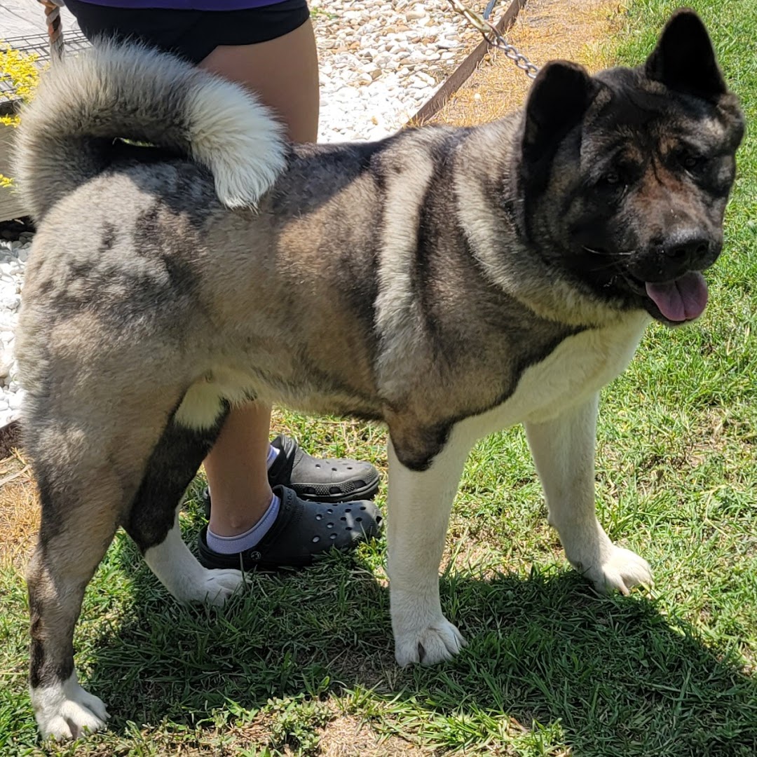 Akitas East Texas