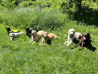 Huckleberry & Co. Professional Pet Care, LLC - Car repair in , Syracuse - Rated 4.8/5