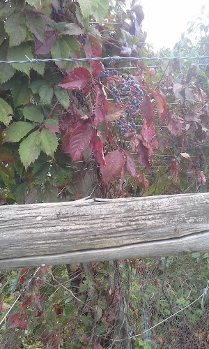 Valhalla Vineyards - photo 25