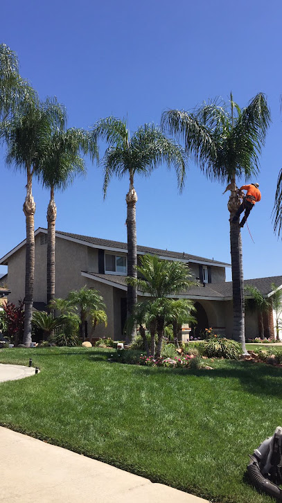 Alejandro's Tree Service