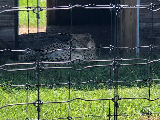 Ranch «Giraffe Ranch», reviews and photos, 38650 Mickler Rd, Dade City, FL 33523, USA