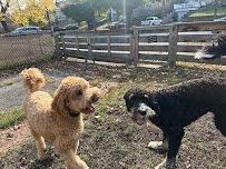 Paws In The Land - Photo 3 - Car repair in , Cleveland