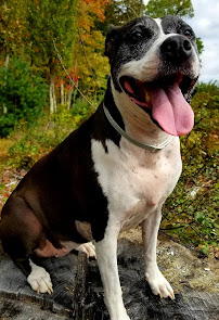 Tuff Paws Dog Walking & Pet Sitting - Photo 8 - Car repair in , Brockton