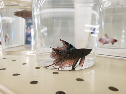 Pet Supply Store «Pet Supplies Plus», reviews and photos, 1150 N Court St #2A, Medina, OH 44256, USA