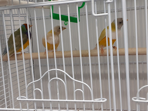 Bird Shop «Paterson Bird Store», reviews and photos, 13 Furler St # 1, Totowa, NJ 07512, USA