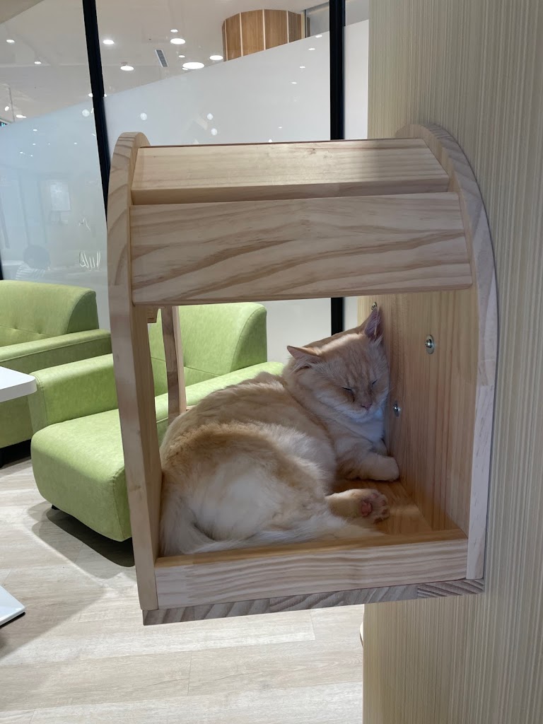 貓樂貓咖啡 LaLaport 台中店 的照片