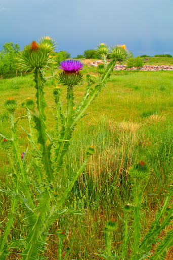 Wildlife Refuge «Rocky Mountain Arsenal National Wildlife Refuge», reviews and photos