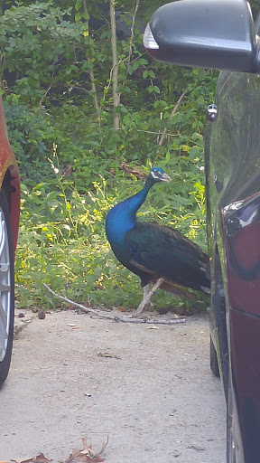 Used Car Dealer «Trending Auto LLC», reviews and photos, 1237 Oceana Blvd, Virginia Beach, VA 23454, USA