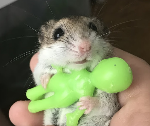 Pet Supply Store «Choice Pet - Danbury», reviews and photos, 67 Newtown Rd, Danbury, CT 06810, USA