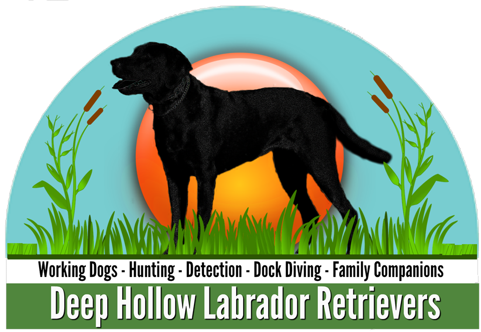 Deep Hollow Labrador Retrievers