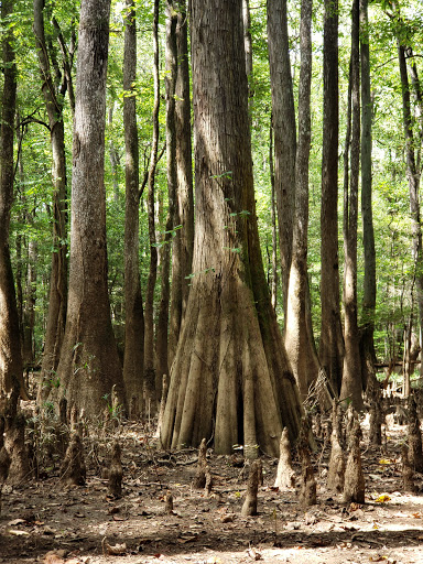 National Park «Congaree National Park», reviews and photos