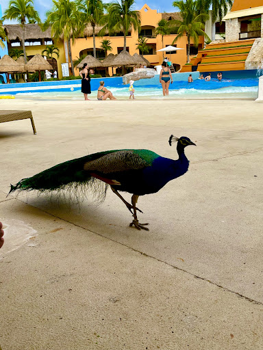 Tour Agency «Jafferson Travel LLC.», reviews and photos, 2860 Carpenter Rd, Ann Arbor, MI 48108, USA