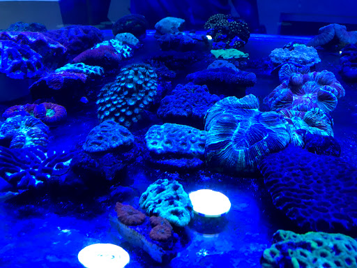 Aquarium «Aquatic Jewels», reviews and photos, 2141 Stirling Rd, Fort Lauderdale, FL 33312, USA
