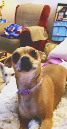 Pet Supply Store «EarthWise Pet Panama City», reviews and photos, 632 W 23rd St, Panama City, FL 32405, USA