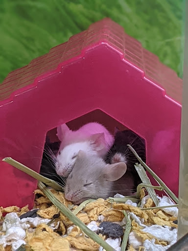 Pet Supply Store «PetSmart», reviews and photos, 5005 S 74th St, Greenfield, WI 53220, USA