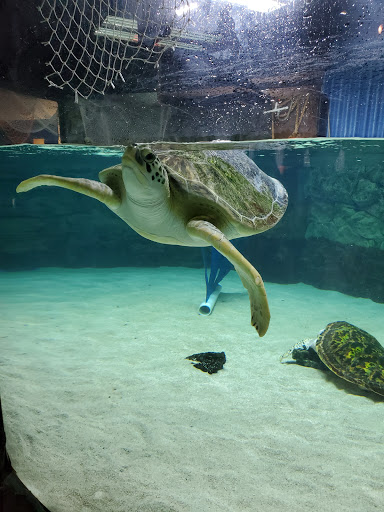 Aquarium «SEA LIFE Grapevine Aquarium», reviews and photos, 3000 Grapevine Mills Pkwy, Grapevine, TX 76051, USA