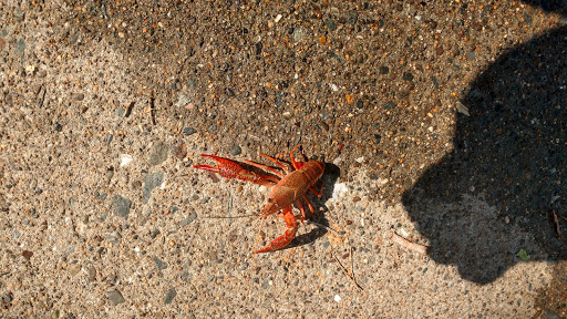 Amusement Park «Small World Park», reviews and photos, 2551 Harbor St, Pittsburg, CA 94565, USA