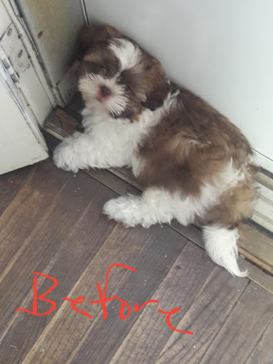 Pet Supply Store «PetSmart», reviews and photos, 533 S Broad St, Meriden, CT 06450, USA