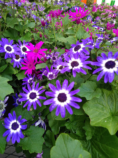 Home Improvement Store «The Home Depot», reviews and photos, 1000 Vision Dr, Apex, NC 27523, USA