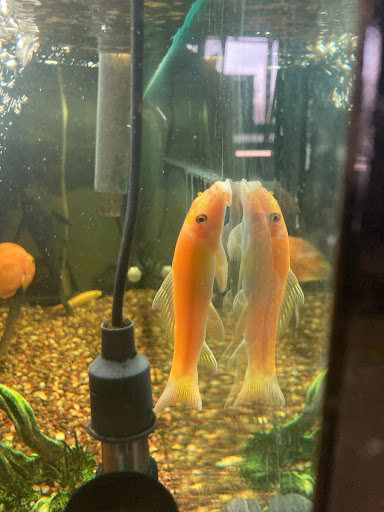 Pet Store «Gills And Thrills Pet Shop», reviews and photos, 204 E 8th St, Lockport, IL 60441, USA