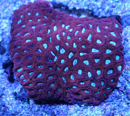 Tropical Fish Store «Premier Aquatics», reviews and photos, 1801 Roswell Rd, Marietta, GA 30062, USA