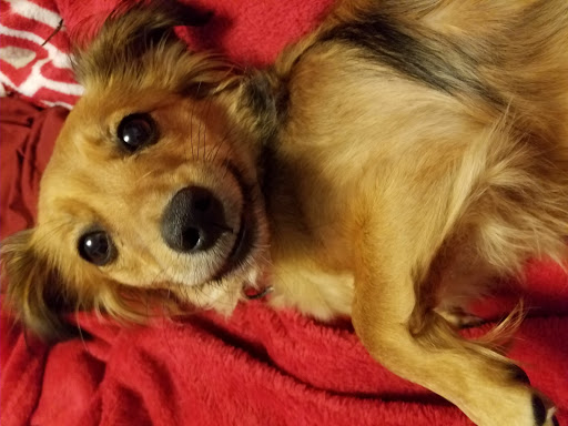 Animal Shelter «Dubuque Regional Humane Society», reviews and photos, 4242 Chavenelle Rd, Dubuque, IA 52002, USA