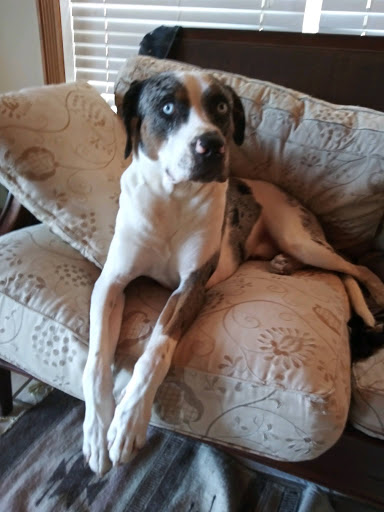 Pet Supply Store «Petco Animal Supplies», reviews and photos, 1753 St Lucie W Blvd, Port St Lucie, FL 34986, USA