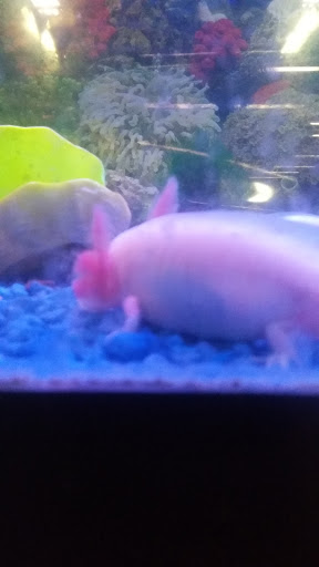 Pet Supply Store «OddBallPetFactory.com», reviews and photos, 8485 Plaza Blvd NE, Spring Lake Park, MN 55432, USA