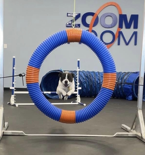 Zoom Room Dog Training