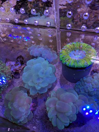 Pet Supply Store «Professional Fish Keepers Aquarium Store», reviews and photos, 7573 W Sample Rd, Coral Springs, FL 33065, USA