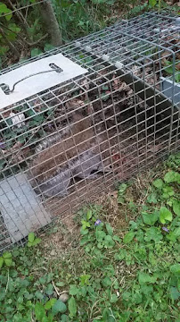 Varmints begone - Photo 4 - Car repair in Waynesboro, PA, Hagerstown