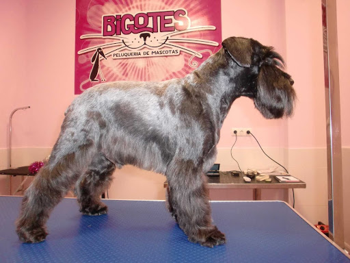 Información y opiniones sobre Bigotes – Peluquería de Mascotas de Logroño
