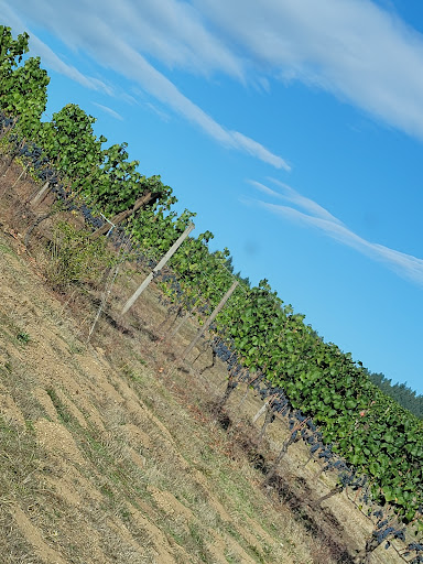 Winery «Sweet Cheeks Winery», reviews and photos, 27007 Briggs Hill Rd, Eugene, OR 97405, USA