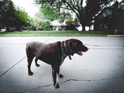 Pet Supply Store «Pet Supplies Plus», reviews and photos, 42241 Garfield Rd, Charter Twp of Clinton, MI 48038, USA