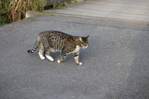 Park «Wilburton Hill Park», reviews and photos, 12400 Main St, Bellevue, WA 98005, USA