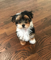 The Grateful Dawg LLC - Photo 4 - Car repair in Chicago, IL, Chicago