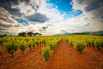 Les Vignerons des Côtes d'Agly à Estagel