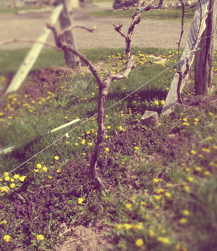 Vineyard «Miranda Vineyard», reviews and photos, 42 Ives Rd, Goshen, CT 06756, USA