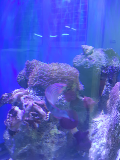Tropical Fish Store «ReefSmart Aquariums», reviews and photos, 11735 SW 147th Ave, Miami, FL 33196, USA