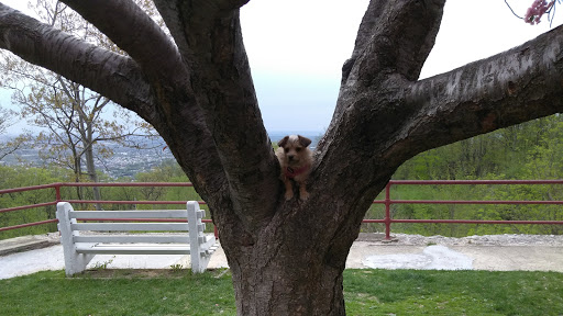 Landmark «The Pagoda», reviews and photos, 98 Duryea Dr, Reading, PA 19602, USA