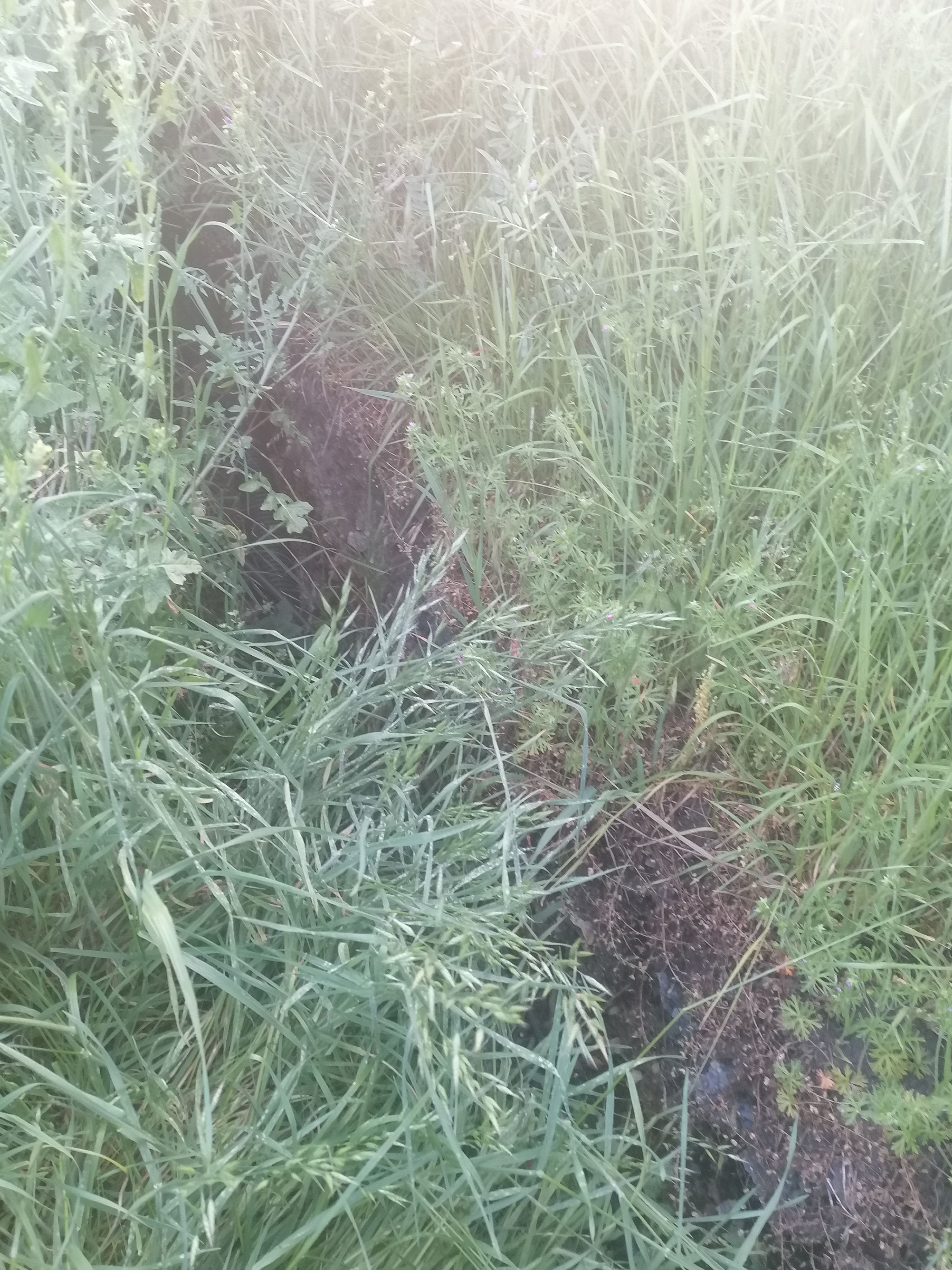 Photo n° 1 de l'avis de Jeanjacques.i fait le 16/05/2023 à 19:22